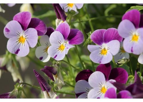 Violette, 30 ml 