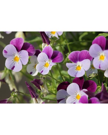 Violette, 30 ml 