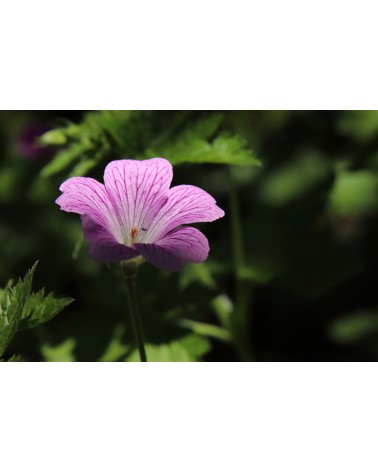 Citronnelle géranium, 30 ml 