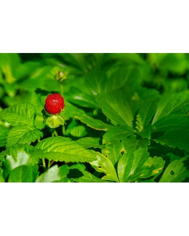 Fraises des bois, 30 ml 