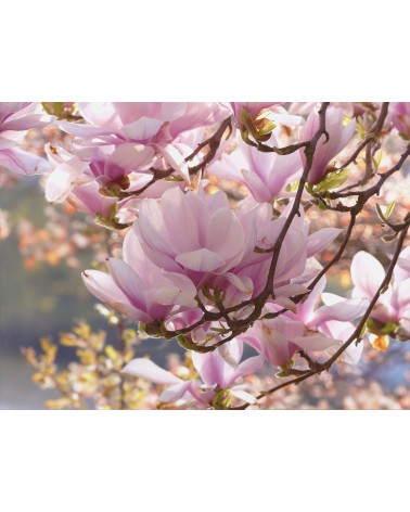 Magnolia, 30 ml 