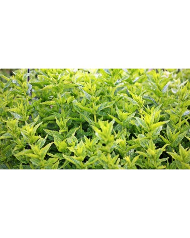 Patchouli, 30 ml 