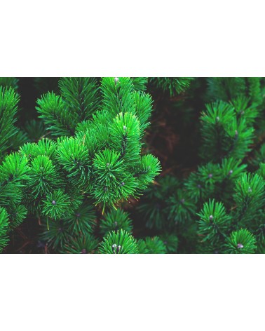 Pin des landes, 30 ml 