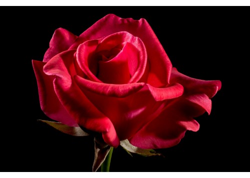 Rose, 30 ml 