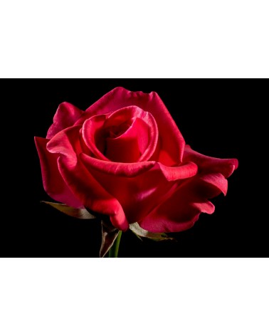 Rose, 30 ml 