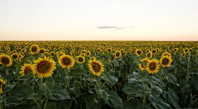 Champ de tournesols
