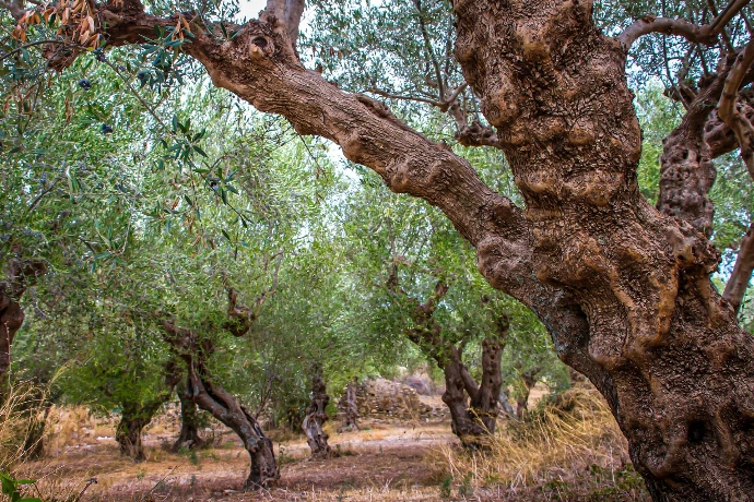Forêt d'oliviers