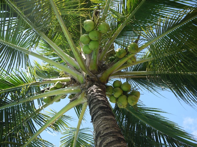 Palmier Cocos Nucifera