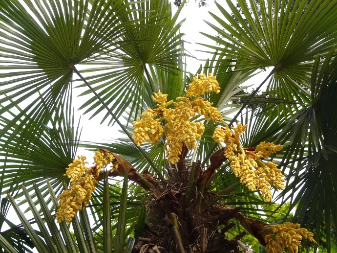 Palmier Copernicia cerifera