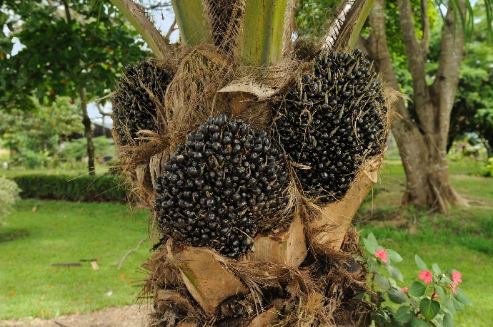 Palmier Elaeis guineensis