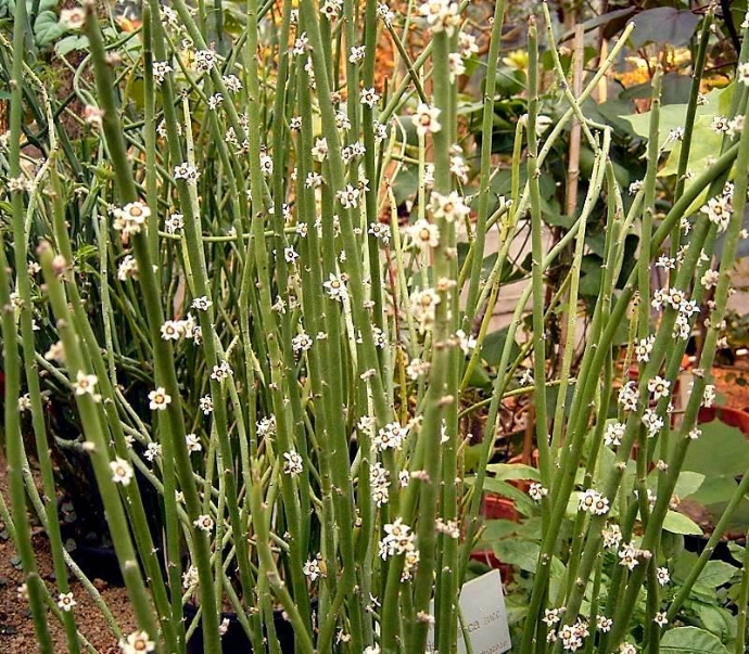 Arbuste Euphorbia antisyphilitica